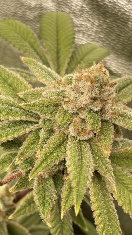 PLATINUMZ#2 (In House Genetics). Week 10