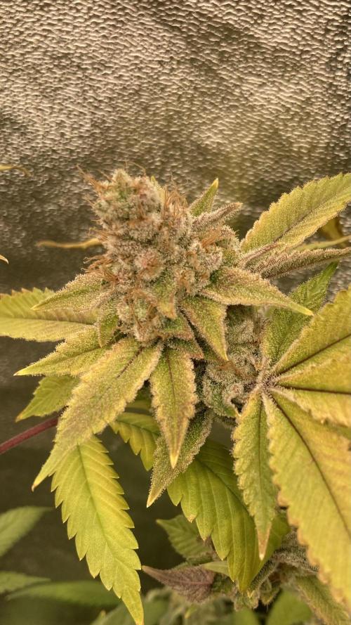 PLATINUMZ#2 (In House Genetics). Week 10