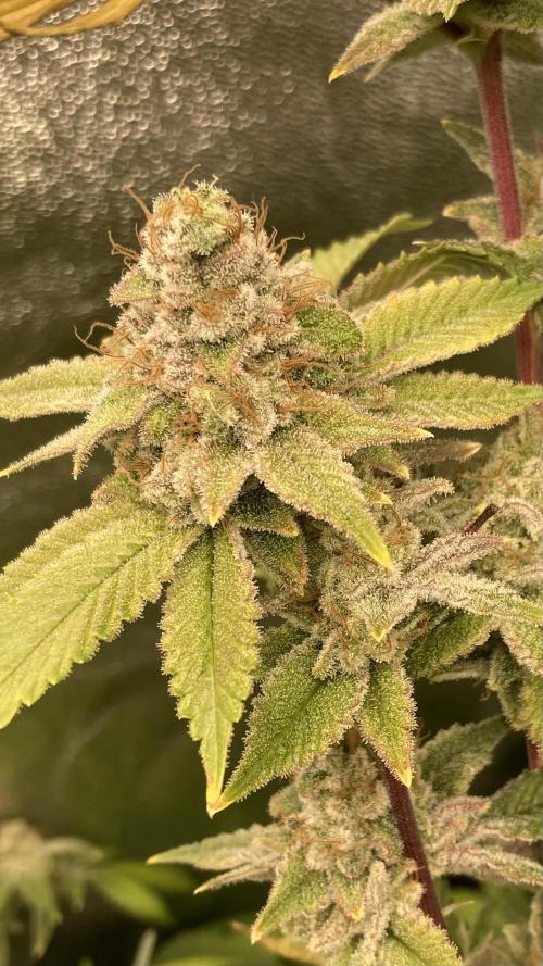 PLATINUMZ#2 (In House Genetics). Week 10