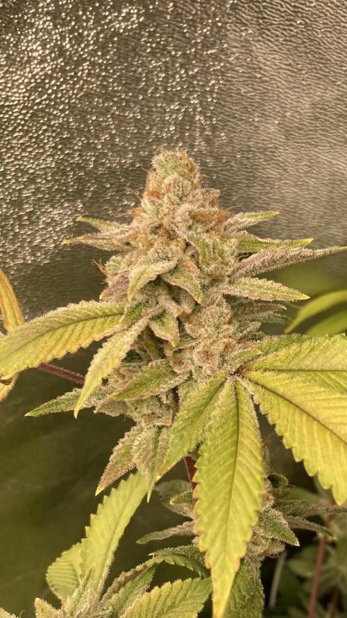 PLATINUMZ#2 (In House Genetics). Week 10