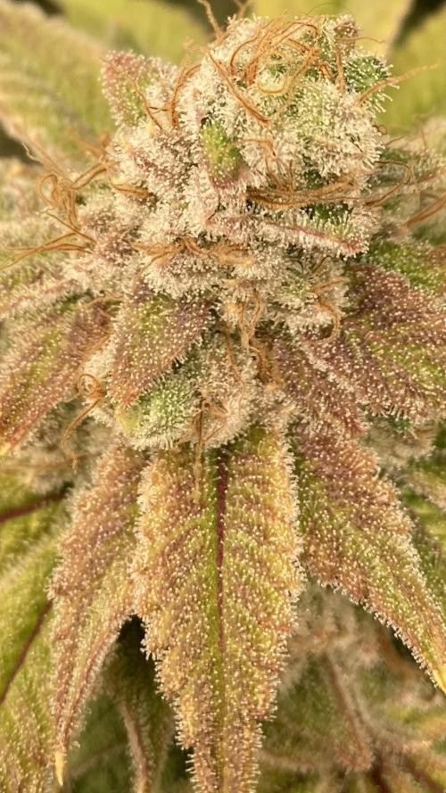 PLATINUMZ#2 (In House Genetics). Week 10