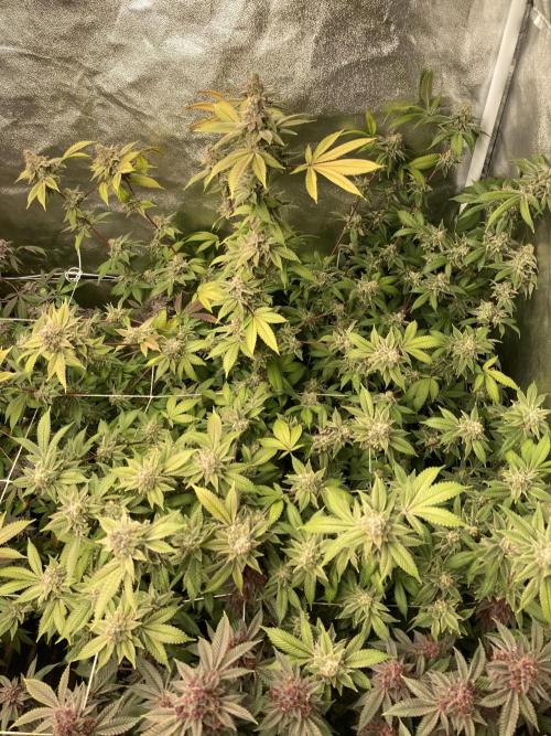 PLATINUMZ#2 (In House Genetics). Week 10