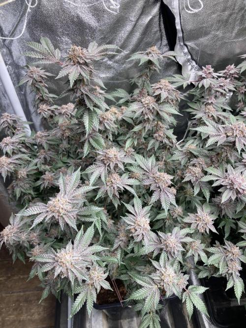 Colorado Nightshifter (Relentless). Week 26