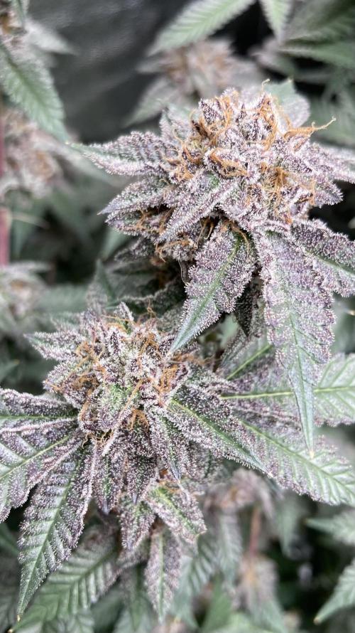 Colorado Nightshifter (Relentless). Week 26