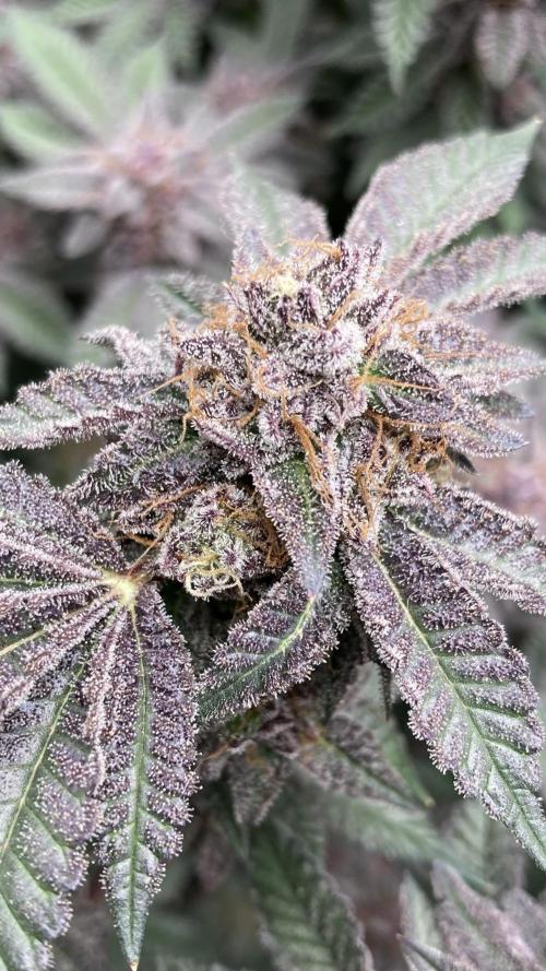 Colorado Nightshifter (Relentless). Week 26