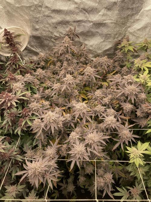 Colorado Nightshifter (Relentless). Week 26