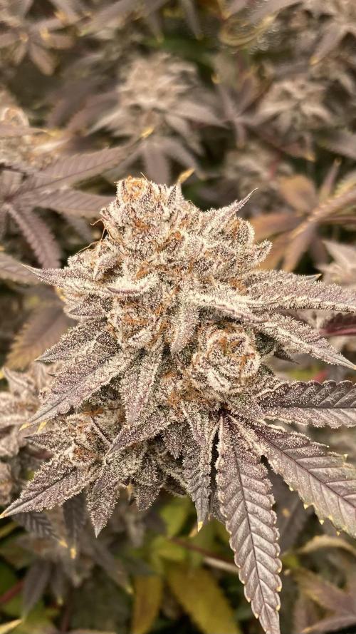 Colorado Nightshifter (Relentless). Week 26