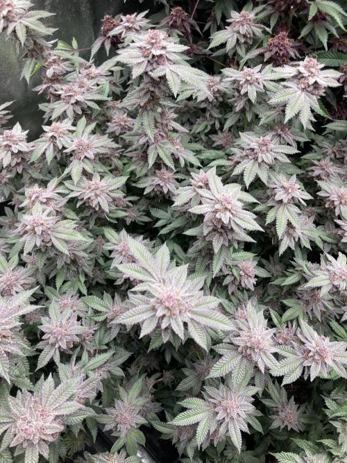 Colorado Nightshifter (Relentless). Week 26