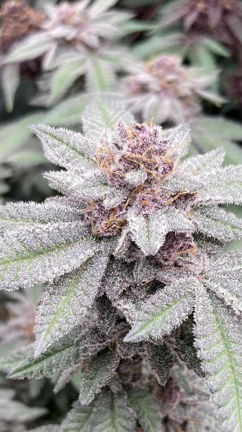 Colorado Nightshifter (Relentless). Week 26