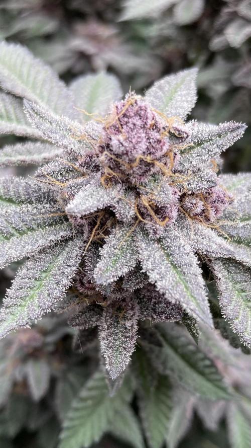 Colorado Nightshifter (Relentless). Week 26