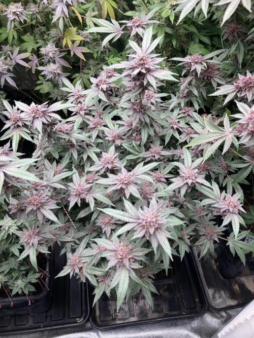 Colorado Nightshifter (Relentless). Week 26