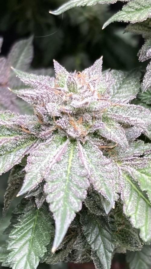 Colorado Nightshifter (Relentless). Week 26