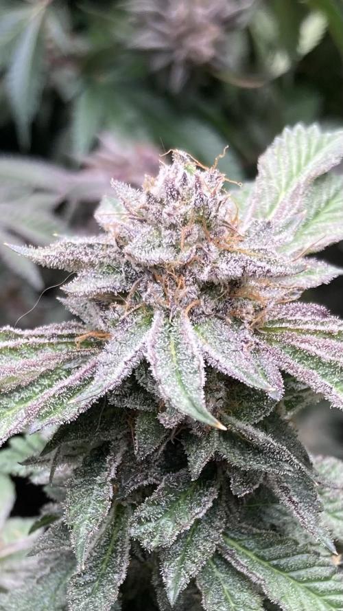 Colorado Nightshifter (Relentless). Week 26