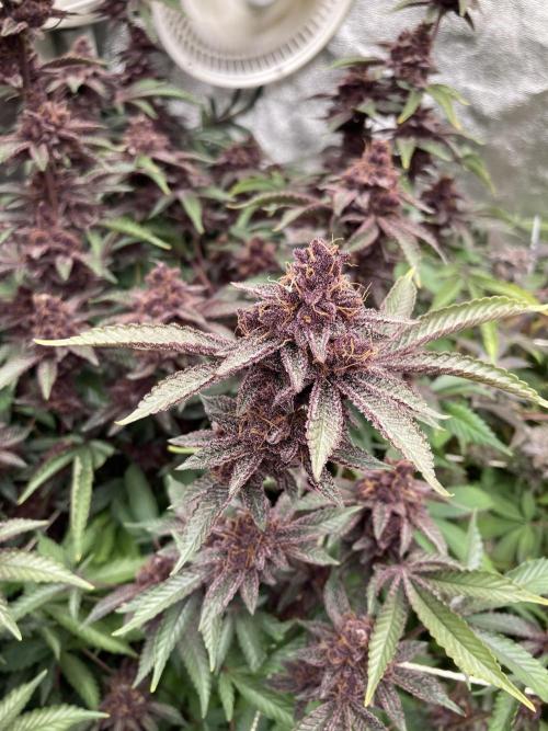 Colorado Nightshifter (Relentless). Week 26