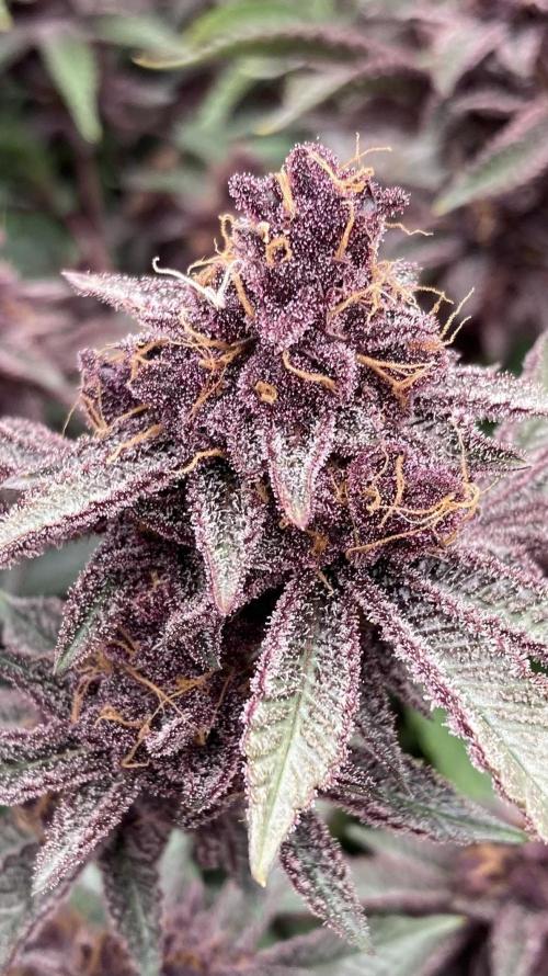 Colorado Nightshifter (Relentless). Week 26