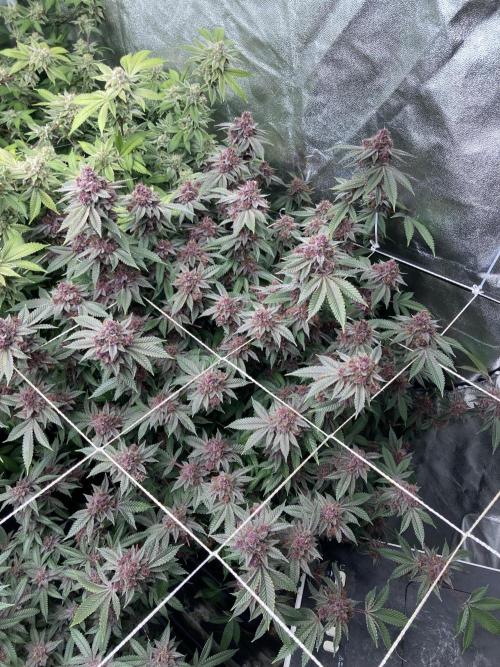 Colorado Nightshifter (Relentless). Week 26