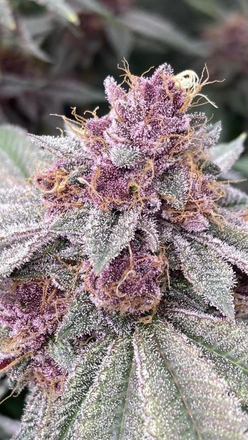 Colorado Nightshifter (Relentless). Week 26