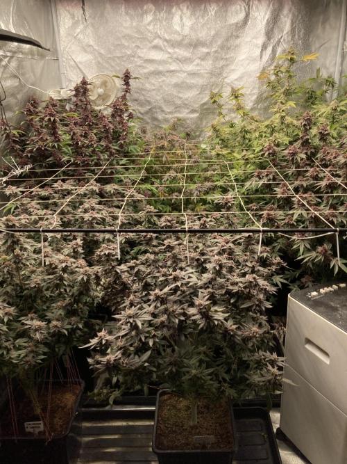 Colorado Nightshifter (Relentless). Week 26