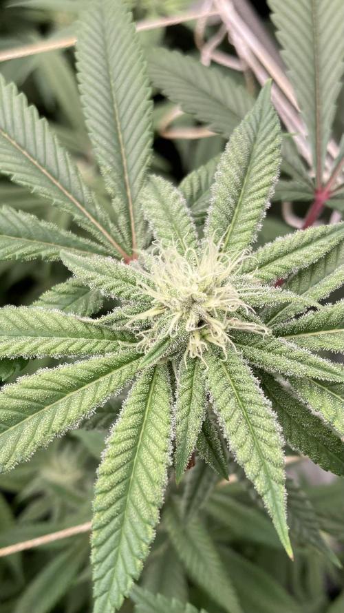 Glazed Pastries Clones (In House Gen). Week 5