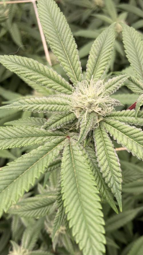 Glazed Pastries Clones (In House Gen). Week 5