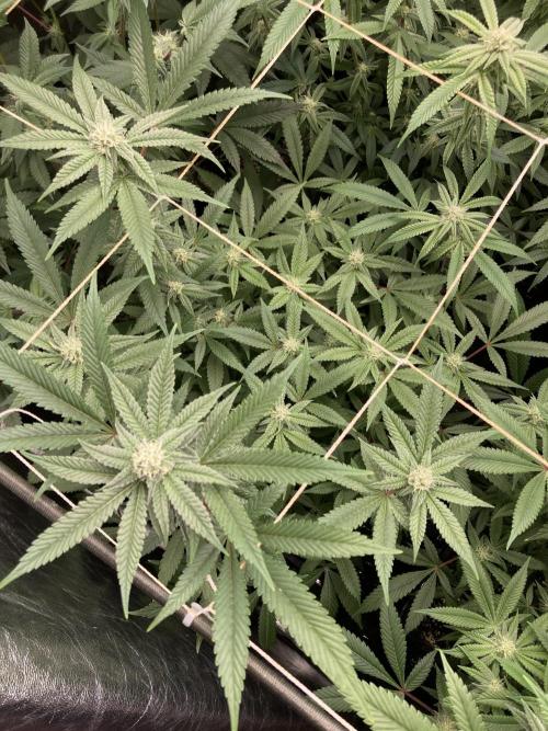 Glazed Pastries Clones (In House Gen). Week 5