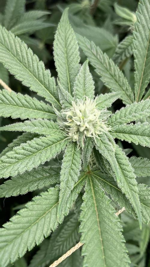 Glazed Pastries Clones (In House Gen). Week 5