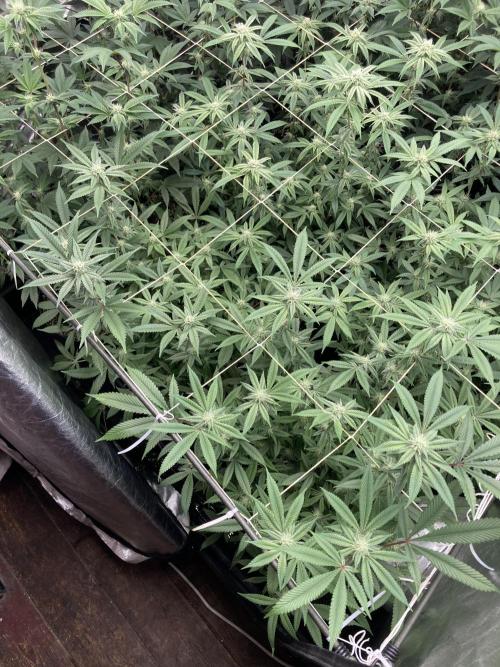 Glazed Pastries Clones (In House Gen). Week 5