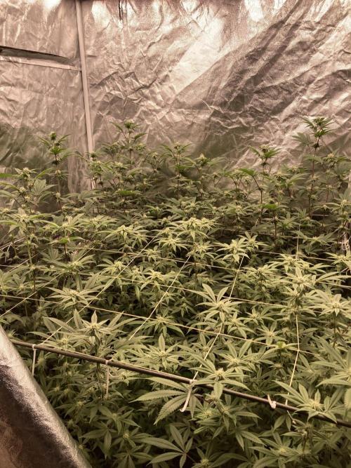 Pink Runtz x Hollywood Clones (Cookies). Week 5