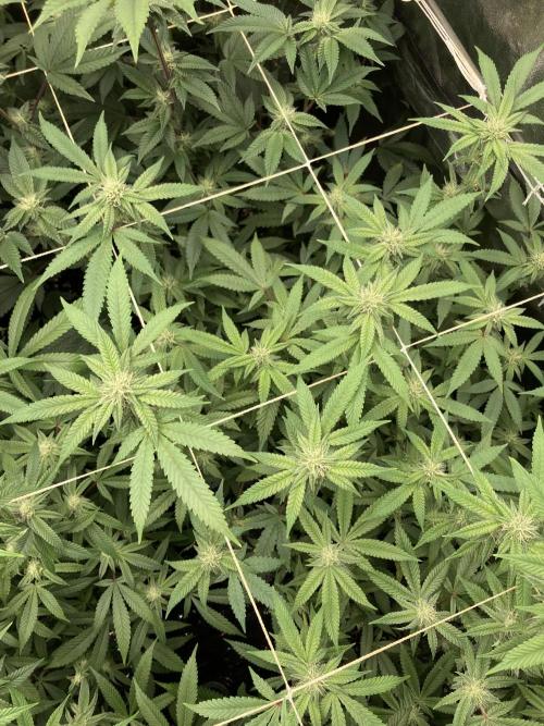 Pink Runtz x Hollywood Clones (Cookies). Week 5