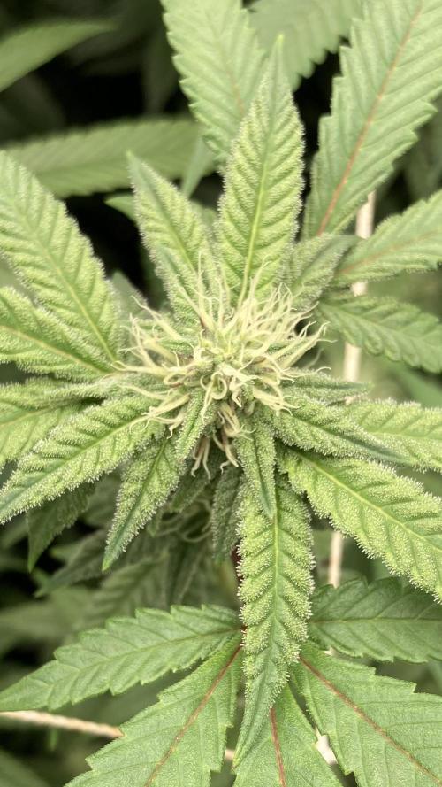 Pink Runtz x Hollywood Clones (Cookies). Week 5