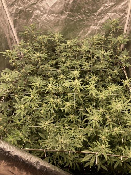 Animorph Mints ‘My Keeper Cut’. Week 5