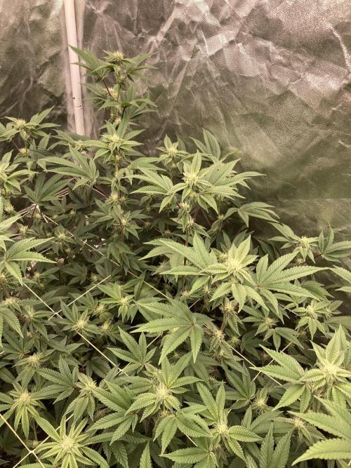 Animorph Mints ‘My Keeper Cut’. Week 5