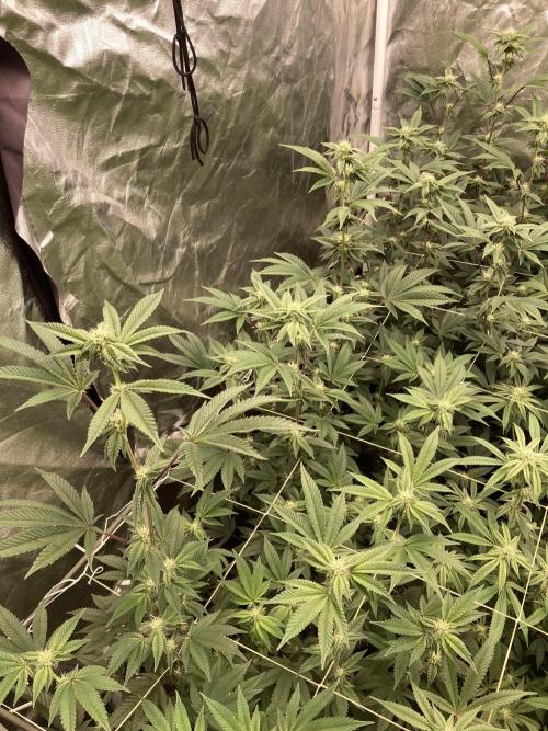 Animorph Mints ‘My Keeper Cut’. Week 5