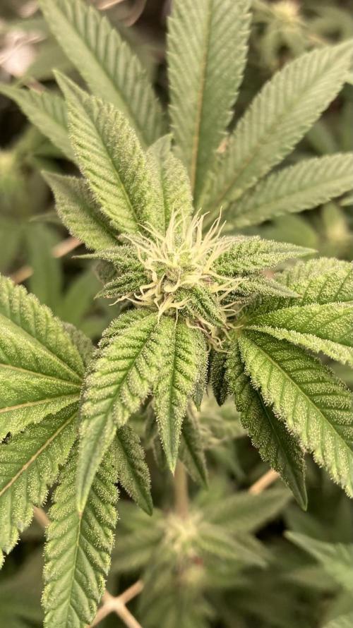 Animorph Mints ‘My Keeper Cut’. Week 5