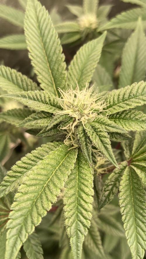 Animorph Mints ‘My Keeper Cut’. Week 5