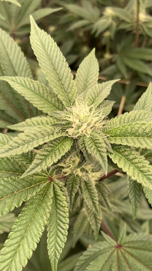 Animorph Mints ‘My Keeper Cut’. Week 5