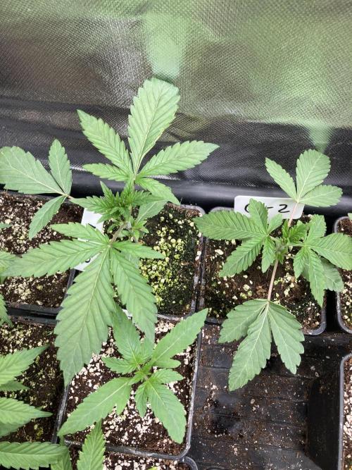 Gastini (LIT Farms). Week 3