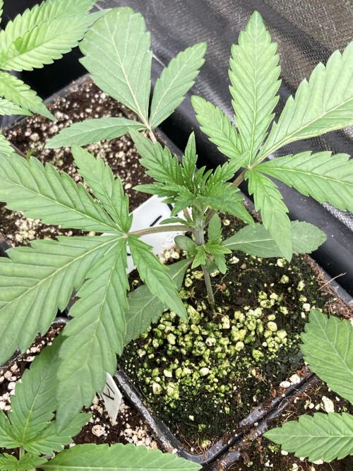 Gastini (LIT Farms). Week 3