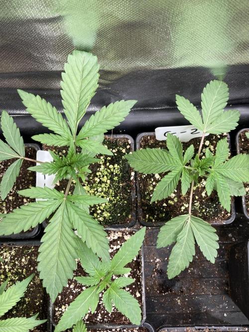 Gastini (LIT Farms). Week 3