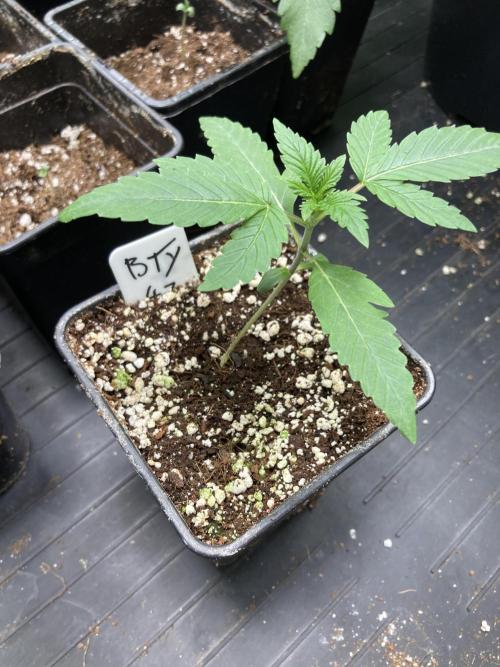 BTY47 x Manna Mountain (ttowncultivator). Week 2