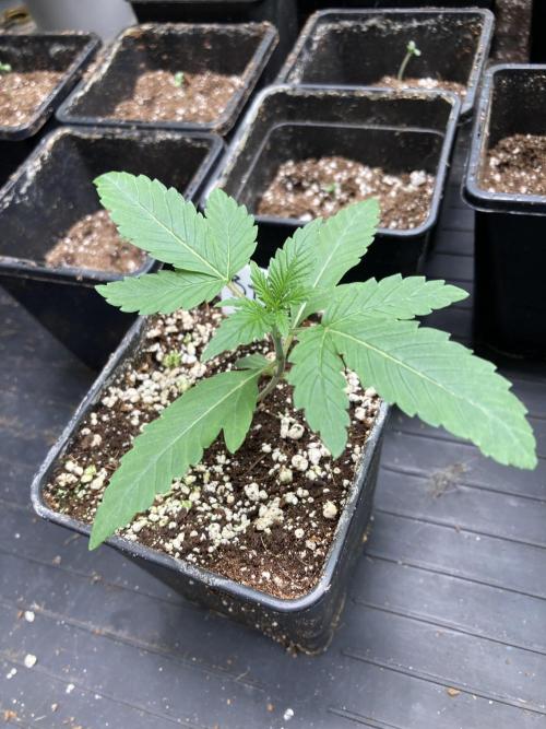 BTY47 x Manna Mountain (ttowncultivator). Week 2