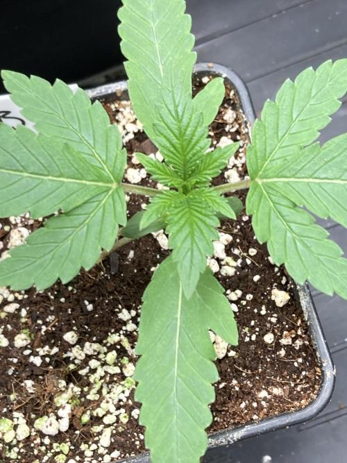 BTY47 x Manna Mountain (ttowncultivator). Week 2