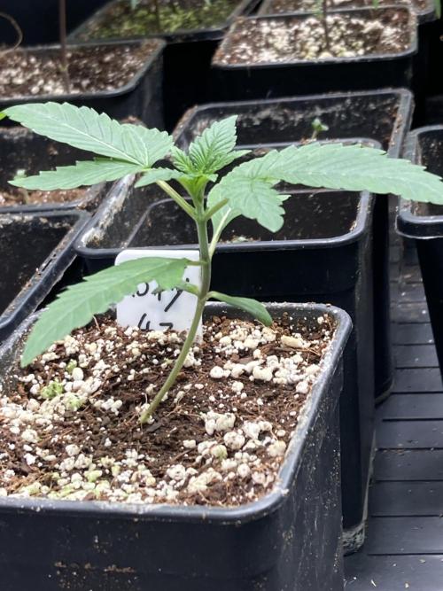 BTY47 x Manna Mountain (ttowncultivator). Week 2