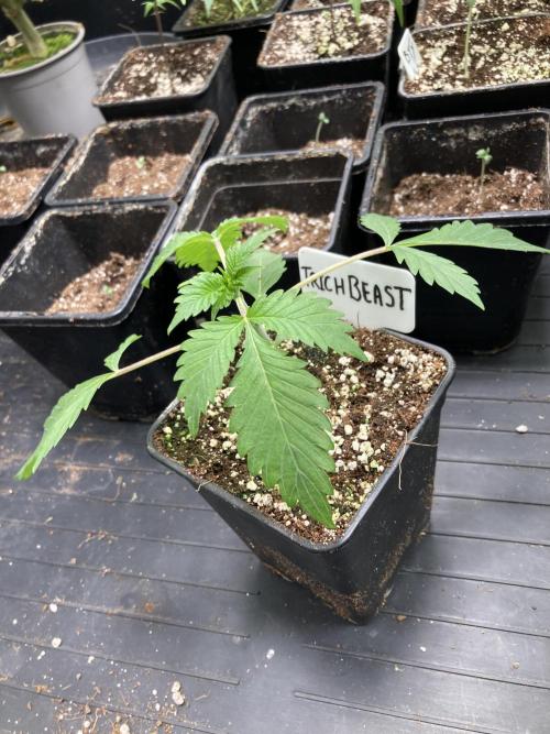 Trich Beast (Solfire Gardens). Week 3