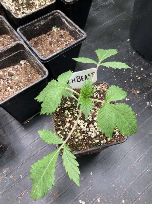 Trich Beast (Solfire Gardens). Week 3