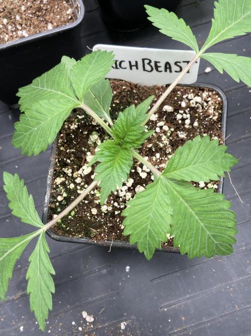 Trich Beast (Solfire Gardens). Week 3