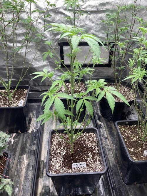 Gas Cream Runtz (LIT FARMS). Week 6