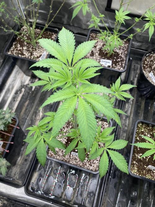 Gas Cream Runtz (LIT FARMS). Week 6