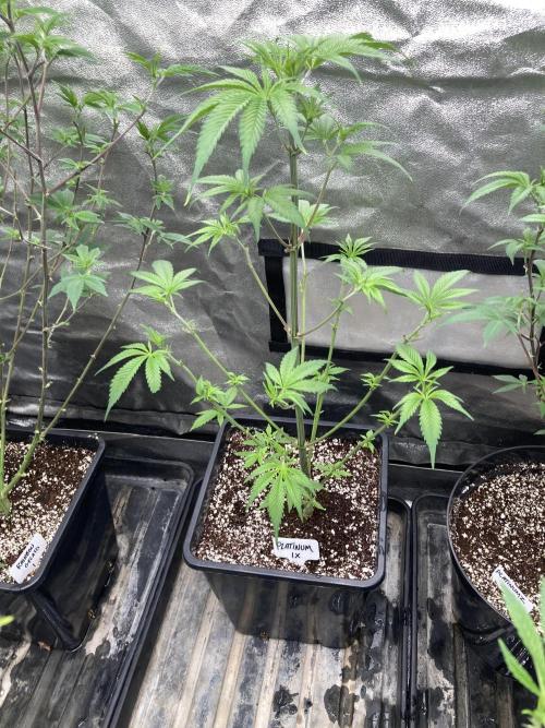 Platinum IX (In House Genetics). Week 6