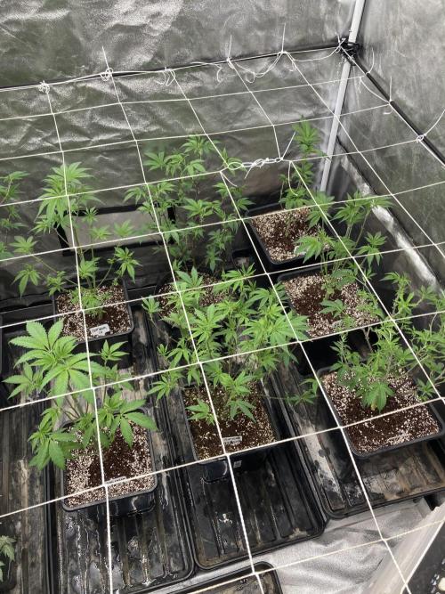 Platinum IX (In House Genetics). Week 6